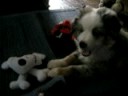 Bucky and the scary skull