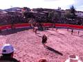 TOROS EN PULLO - MATADORES