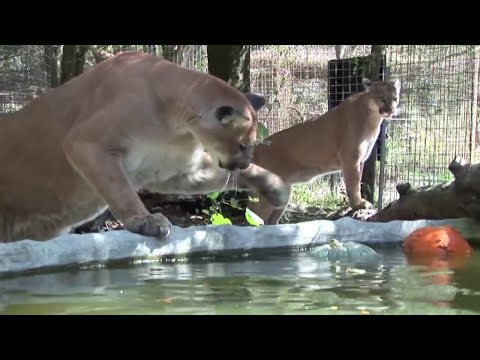 Big Cat Halloween - Pumpkin Lions Tigers VS! - YouTube