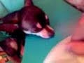 chihuahuas perros elegantes