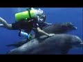 Tamsin Outhwaite swimming with dolphins in Florida- USA - BBC wildlife