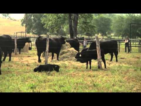 Cattle