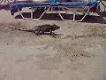 iguana