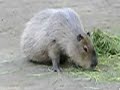 Capybara