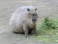 Capybara