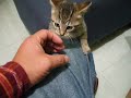 Gata Fillipa jugando y cayendo