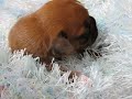 Sweet Puppy - Pink Sweet Puppy - Pink