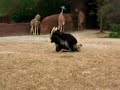 Two ostriches going at it at the zoo.