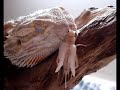 Bearded Dragon Loves Cricket