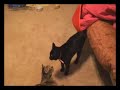Dizzy Kitten - \"The Tink\"