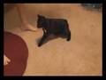 Dizzy Kitten - The Tink