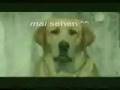 Hund-Mutig