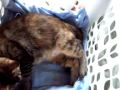 Kitten being born