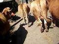 videos de Las vacas del camino