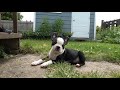 The Best 12 Chien Boston Terrier Chiot
