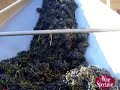 Ernie Els: On Top of His Wine Game Ernie Els: On Top of His Wine Game