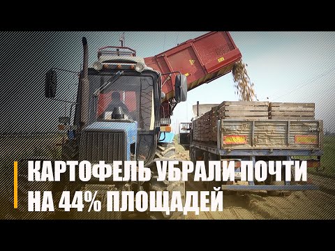 В Беларуси убрали картофель почти на 44% площадей видео
