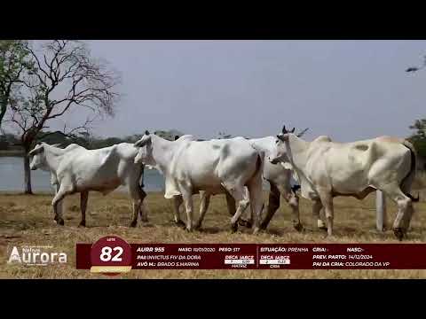 4� De Olho na Fazenda - NELORE AURORA participa��o Chico Paulic�ia