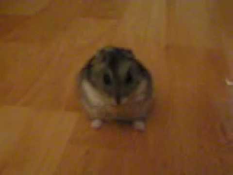 Chomik rapuje (hamster rapper) taneczna gwiazda YouTube chomik
