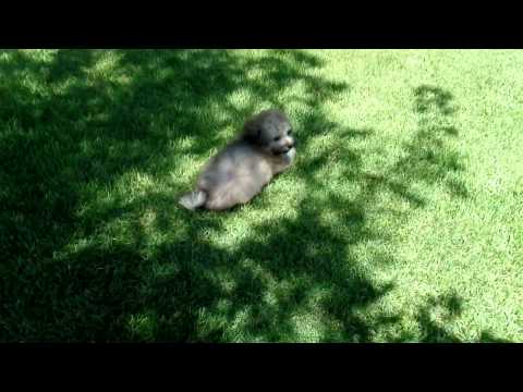 Cookie is an adorable ShihPoo boy!!!