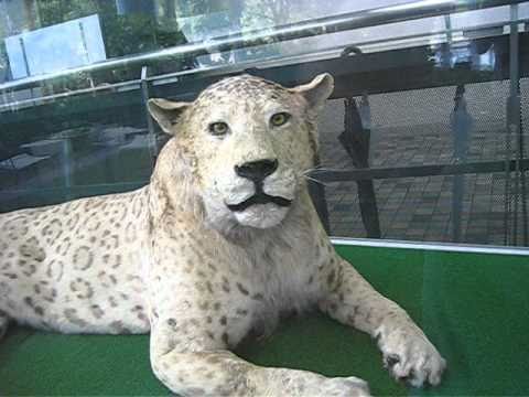 leopon