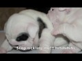 english,bulldog,puppies