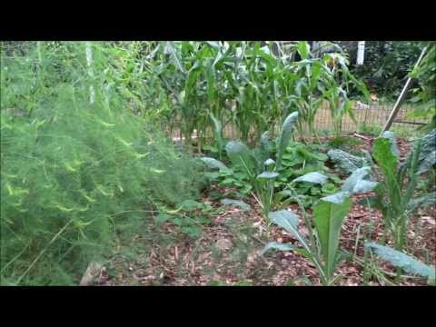 how to grow kale in florida