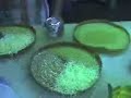 martabak manis pecenongan martabak manis pecenongan