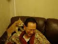 柴犬動画