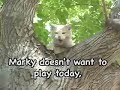 Amazing Blind Dog Bumper