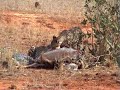 The Cheetahs & The Ostrich