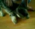 Little Daisy the Shih Tzu
