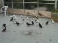 duvor kotr koter pigeon hmam kaftar kabootar duer part 5