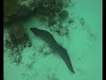 Scuba Diving Maldives, Philip Habacon Films (Hembadhoo)