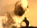 Coco Shi-tzu