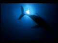 dr-abdelwahab-abdelfattah-message-from-under-water-1.html