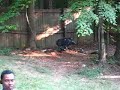 3D Boar - Atlatl Throw