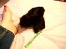 Kittens attack...