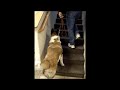 Hock Brace for Dogs