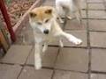 Akita Inu video