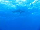 Oceanic White Tip Shark - Red Sea