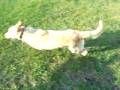 videos de Chasing mona the racing puppy