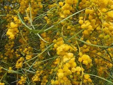 how to harvest wattle seeds