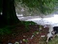 Back yard creek at base of Mt Si