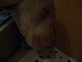 Max the Weimaraner