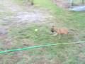 videos de Gonda X Edoc pup #2