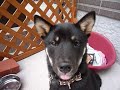 黒豆柴まめすけ　舌だしまめすけ.MOV
