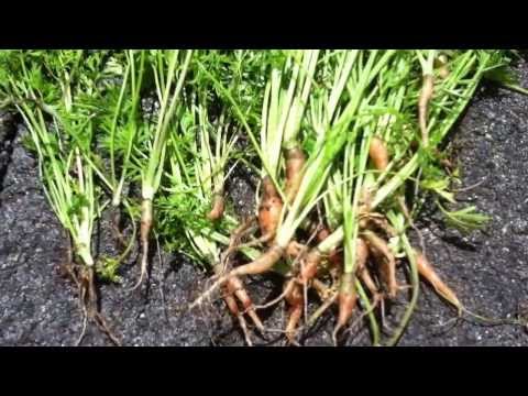 how to replant carrots