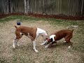Surprise (Play) Attack (boxer dogs) Surprise (Play) Attack (boxer dogs)