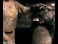 El disfraz de castor